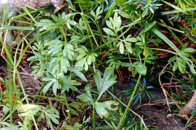 Bunium corydalinum